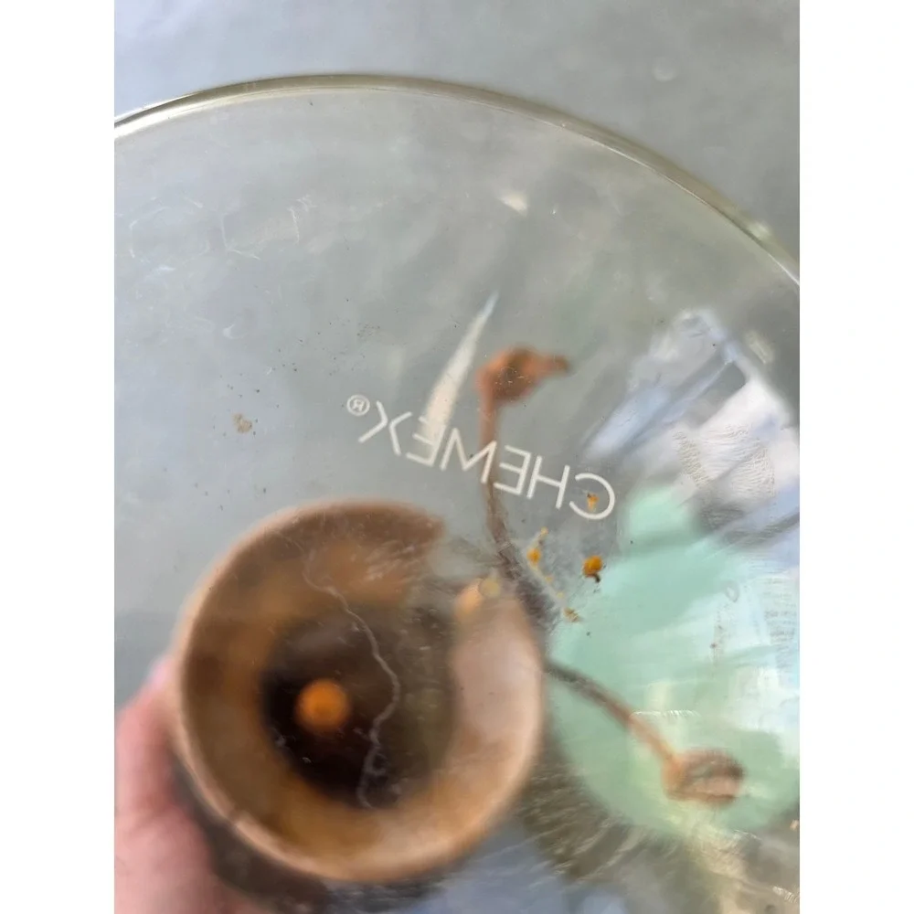 Chemex 8 Cup‎ Pour Over Coffee Maker Wood Barista Warrior Filter MR.SIGA E3